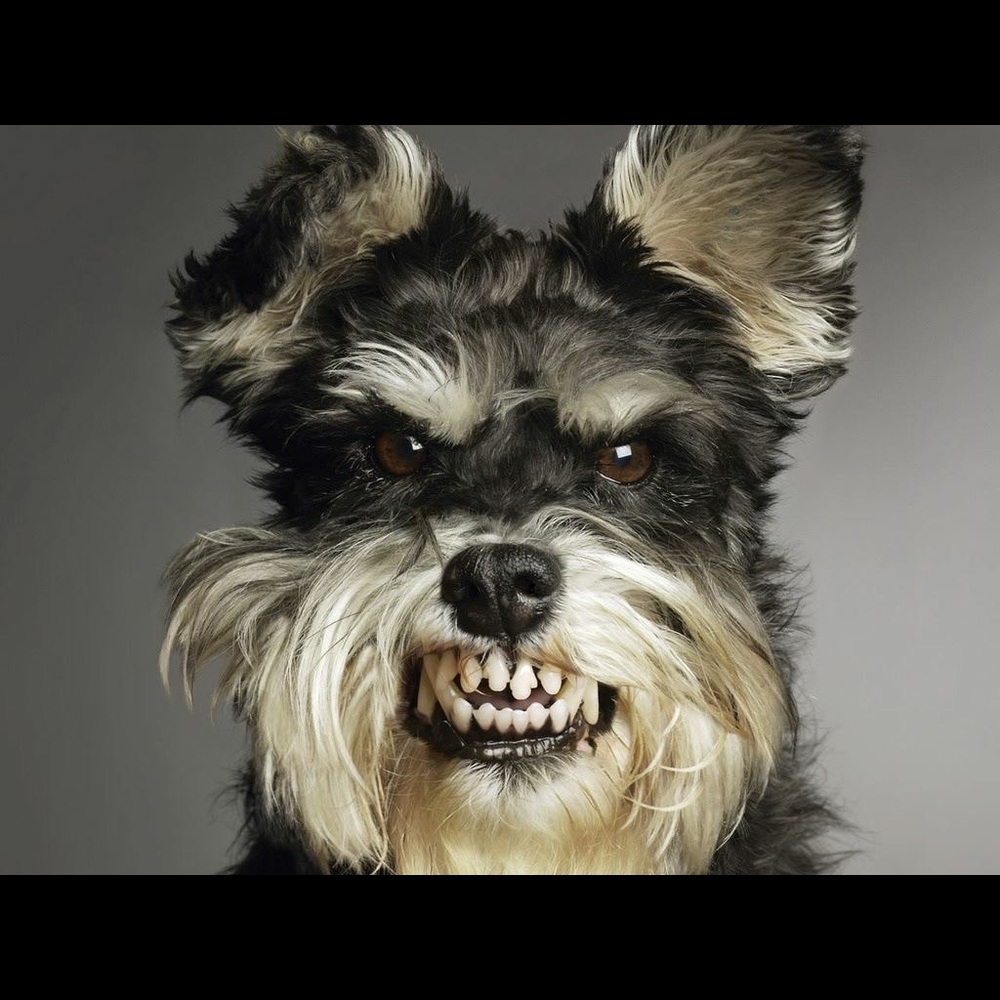 Meet your Posher, Rrodrigo